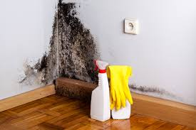 Professional Mold Removal Services in Emerson, GA